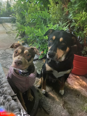 8-week-old-huntawaykelpie-cross-puppies-ready-for-adoption-big-2