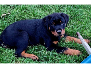 Purebred bobtail Rottweiler pups