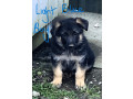 german-shepherd-puppies-small-10