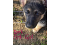 german-shepherd-puppies-small-14