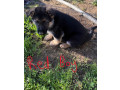 german-shepherd-puppies-small-8