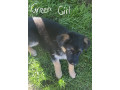 german-shepherd-puppies-small-13