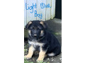 german-shepherd-puppies-small-11