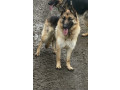 german-shepherd-puppies-small-5