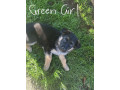 german-shepherd-puppies-small-12