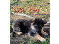 german-shepherd-puppies-small-9