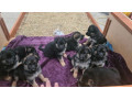 german-shepherd-puppies-small-1