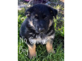 german-shepherd-puppies-small-7