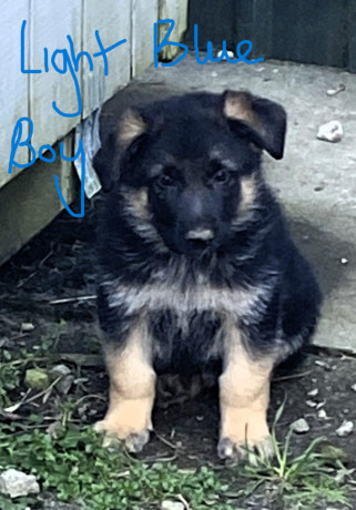 german-shepherd-puppies-big-10