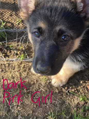 german-shepherd-puppies-big-14