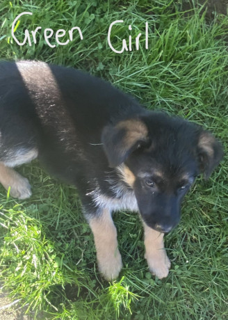 german-shepherd-puppies-big-13