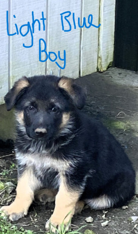 german-shepherd-puppies-big-11