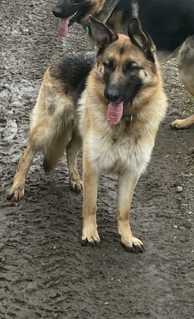 german-shepherd-puppies-big-5