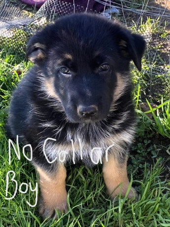 german-shepherd-puppies-big-7