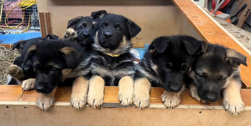 german-shepherd-puppies-big-0