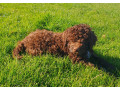 pedigree-lagotto-romagnolo-pups-small-1