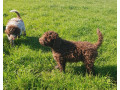 pedigree-lagotto-romagnolo-pups-small-6