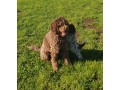 pedigree-lagotto-romagnolo-pups-small-9