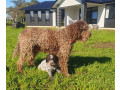 pedigree-lagotto-romagnolo-pups-small-8