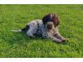 pedigree-lagotto-romagnolo-pups-small-0