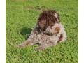 pedigree-lagotto-romagnolo-pups-small-2