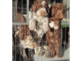 pedigree-lagotto-romagnolo-pups-small-7