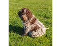 pedigree-lagotto-romagnolo-pups-small-3