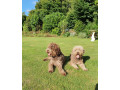 pedigree-lagotto-romagnolo-pups-small-10