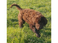 pedigree-lagotto-romagnolo-pups-small-4