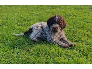 Pedigree Lagotto Romagnolo Pups