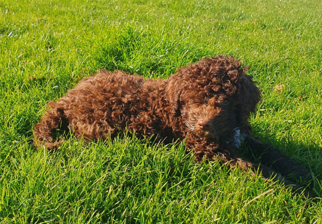 pedigree-lagotto-romagnolo-pups-big-1