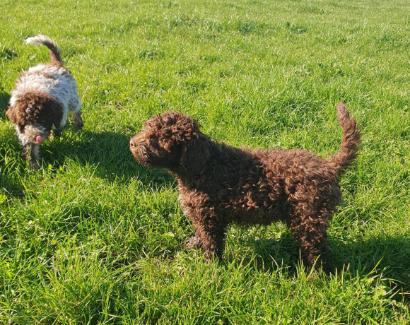 pedigree-lagotto-romagnolo-pups-big-6