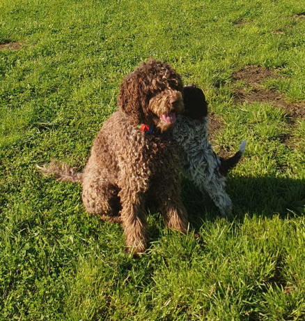 pedigree-lagotto-romagnolo-pups-big-9