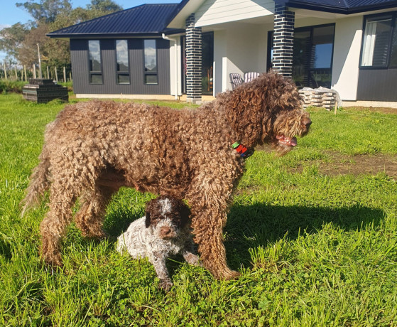 pedigree-lagotto-romagnolo-pups-big-8