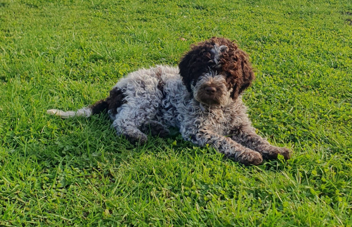 pedigree-lagotto-romagnolo-pups-big-0