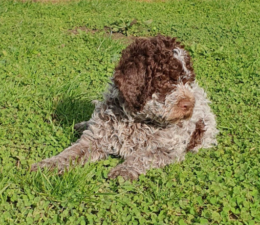 pedigree-lagotto-romagnolo-pups-big-2