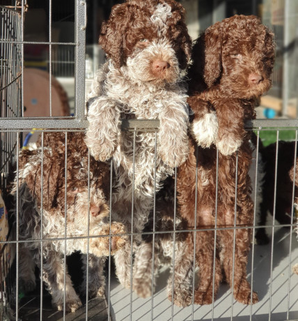 pedigree-lagotto-romagnolo-pups-big-7