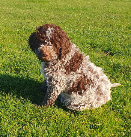 pedigree-lagotto-romagnolo-pups-big-3