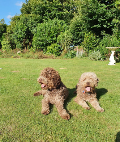 pedigree-lagotto-romagnolo-pups-big-10