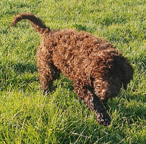 pedigree-lagotto-romagnolo-pups-big-4