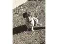 purebred-miniture-dachshund-small-1