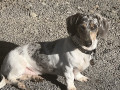 purebred-miniture-dachshund-small-0