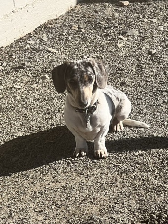 purebred-miniture-dachshund-big-1