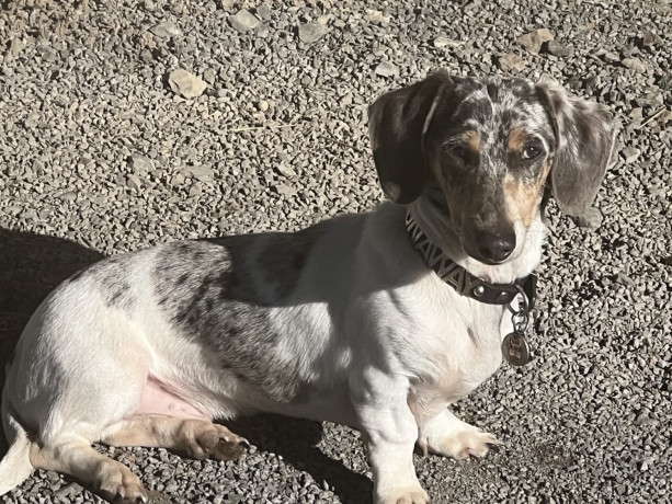 purebred-miniture-dachshund-big-0