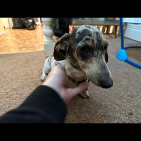 purebred-miniture-dachshund-big-3