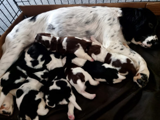 English springer spaniel