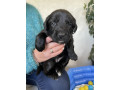 gorgeous-collie-x-retriever-puppies-small-9