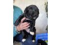 gorgeous-collie-x-retriever-puppies-small-12