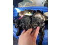 gorgeous-collie-x-retriever-puppies-small-2