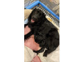 gorgeous-collie-x-retriever-puppies-small-4